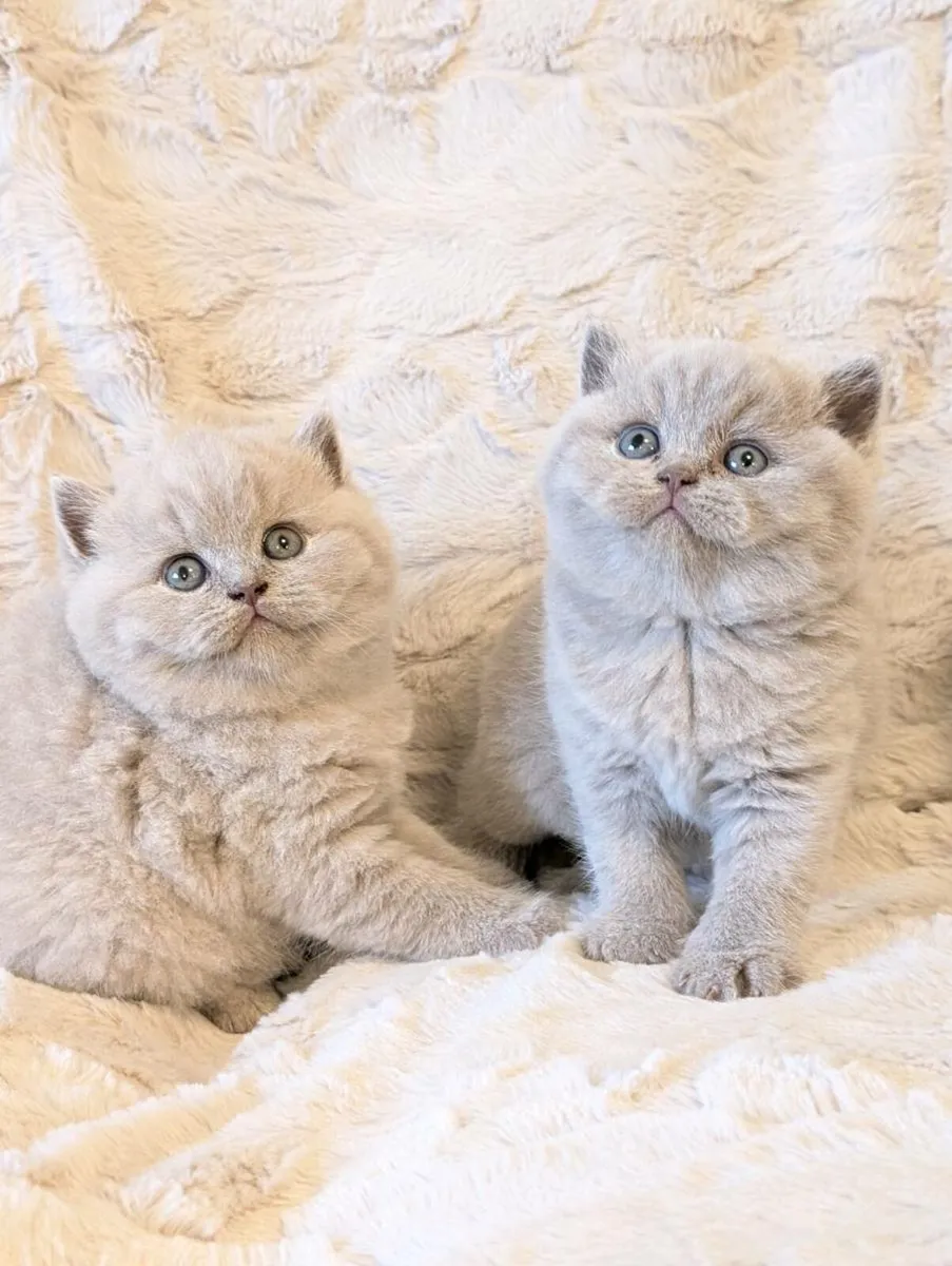 British shorthair kittens - Image 2