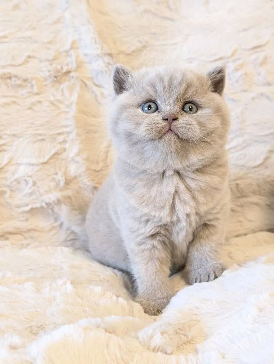 British shorthair kittens - Image 3