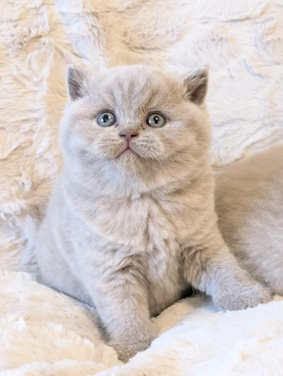 British shorthair kittens - Image 4