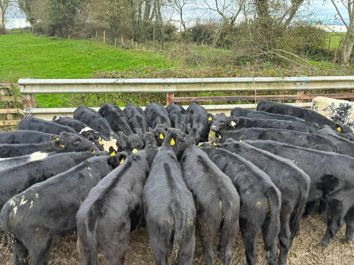 AAX weanling heifers - Image 1