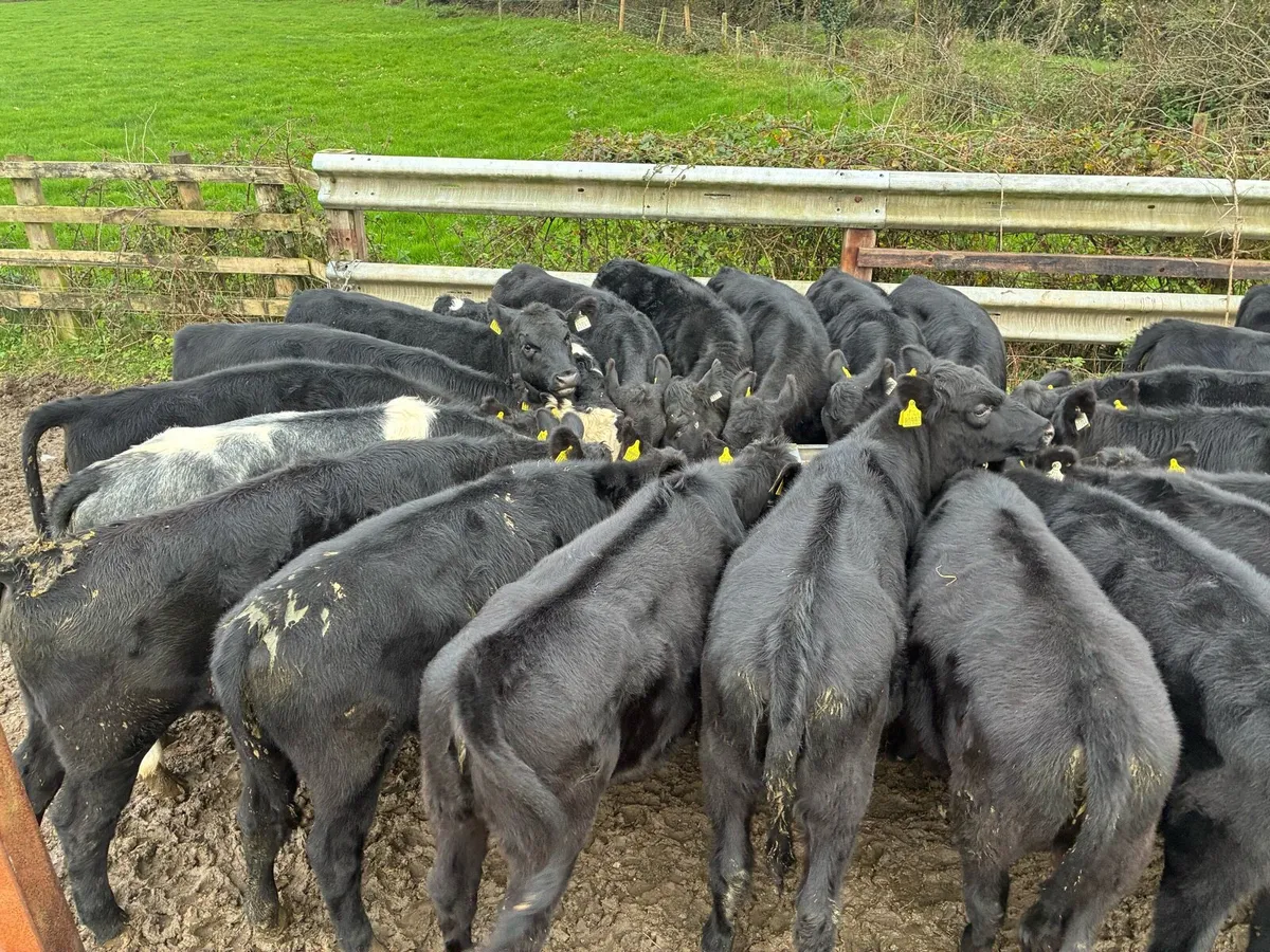 AAX weanling heifers - Image 2