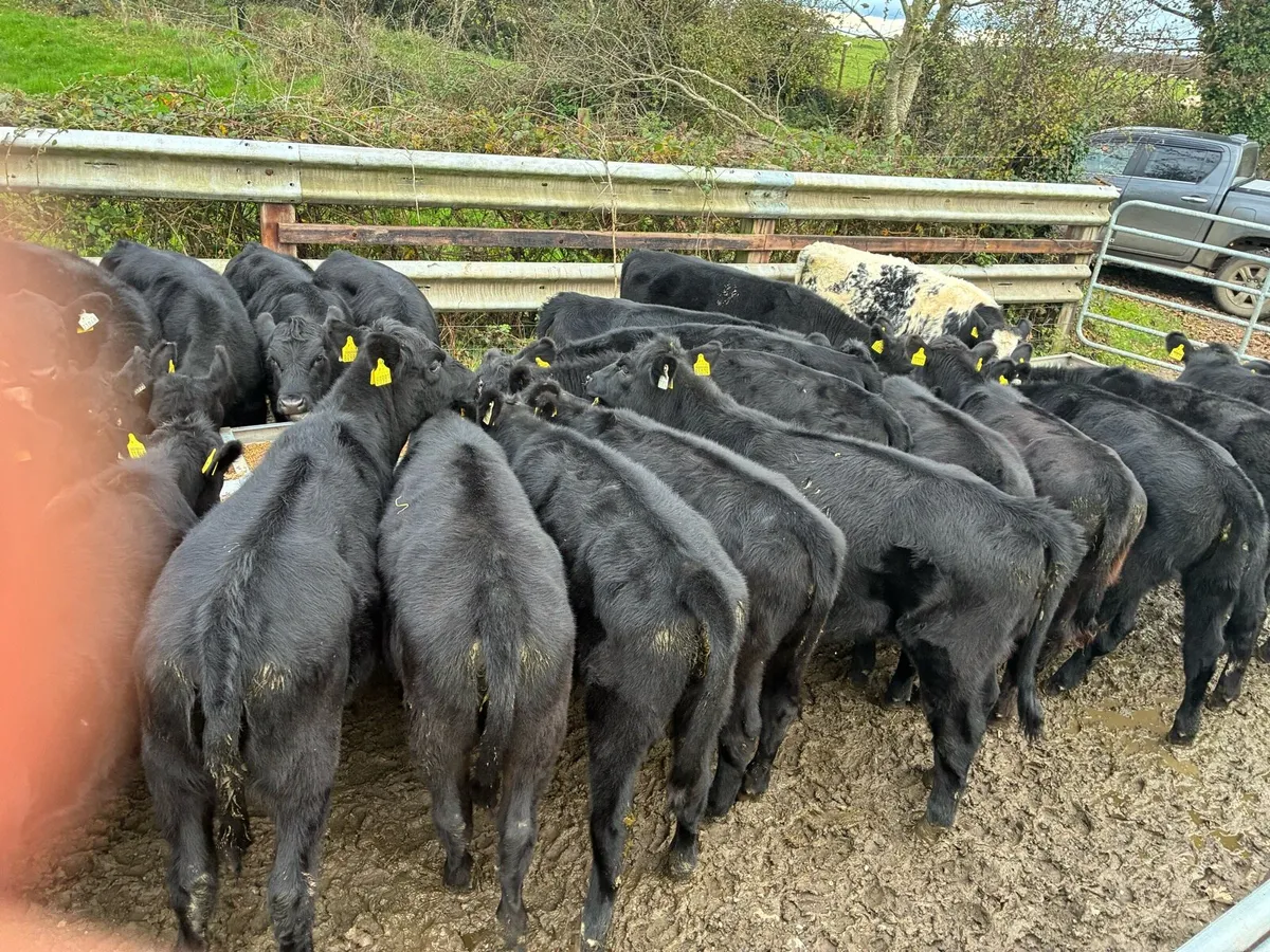 AAX weanling heifers - Image 3