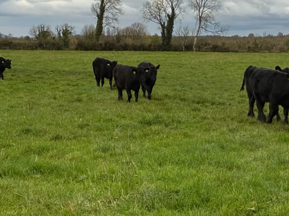 AAX weanling heifers - Image 4