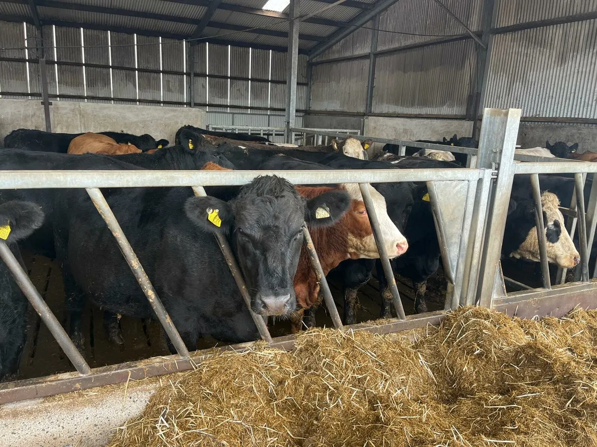 50 cattle Enniscorthy Mart Tuesday 21st of October - Image 1