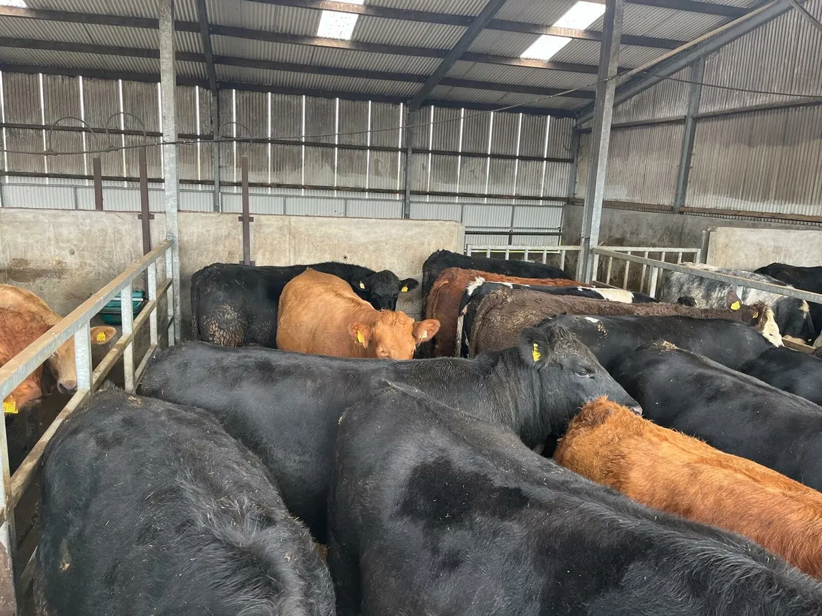 50 cattle Enniscorthy Mart Tuesday 21st of October - Image 2