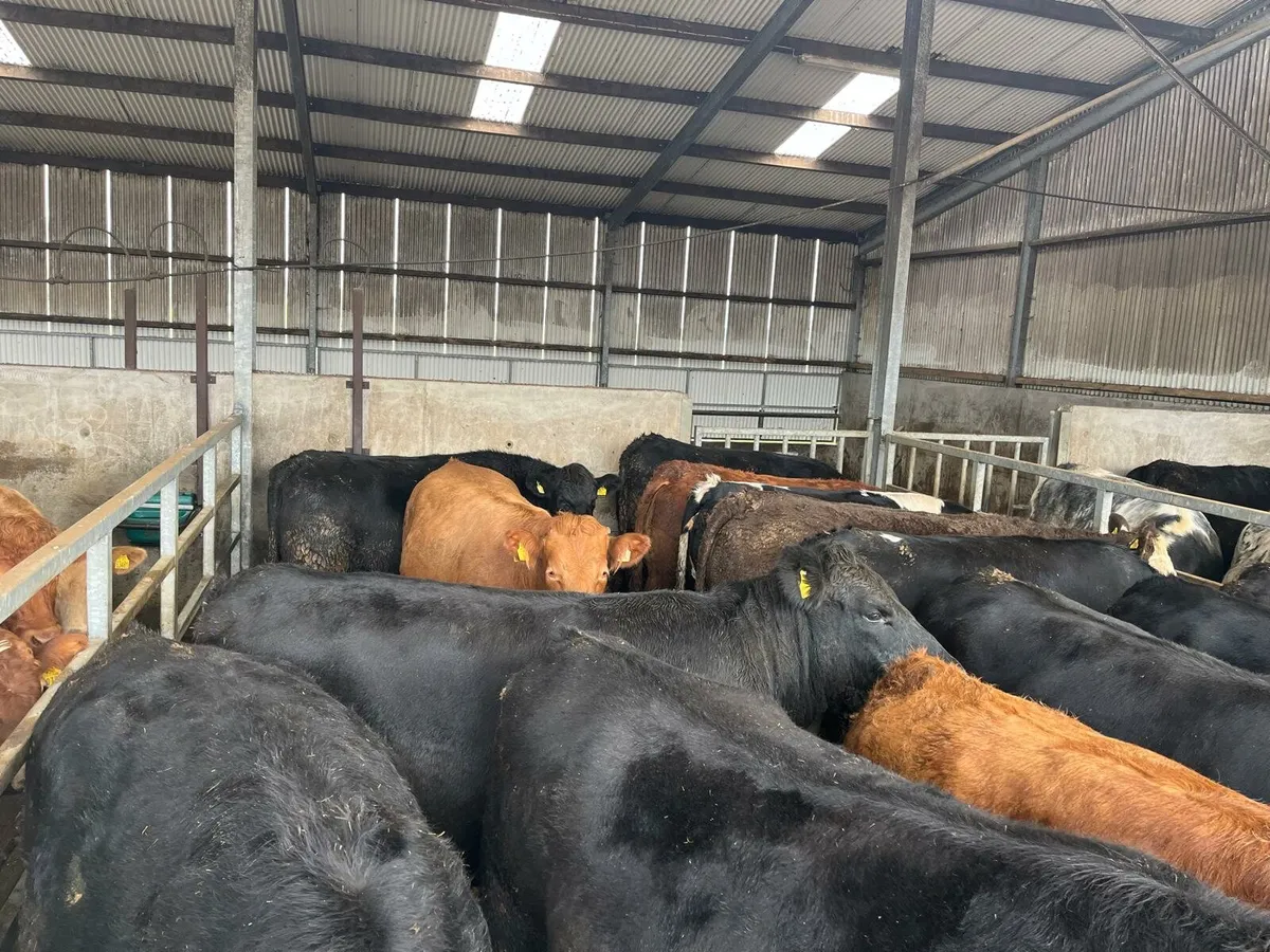 50 cattle Enniscorthy Mart Tuesday 21st of October - Image 3