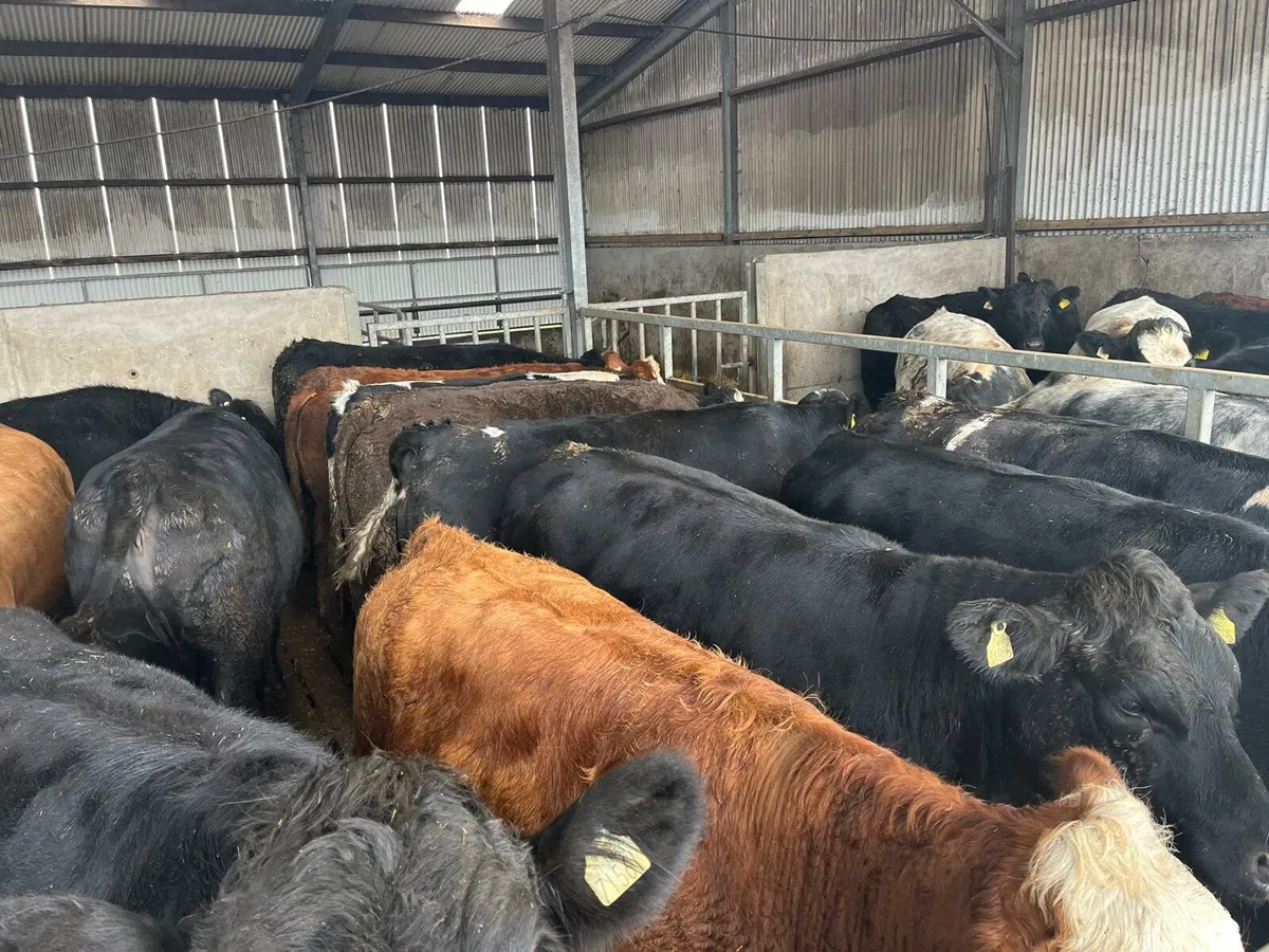 50 cattle Enniscorthy Mart Tuesday 21st of October - Image 4