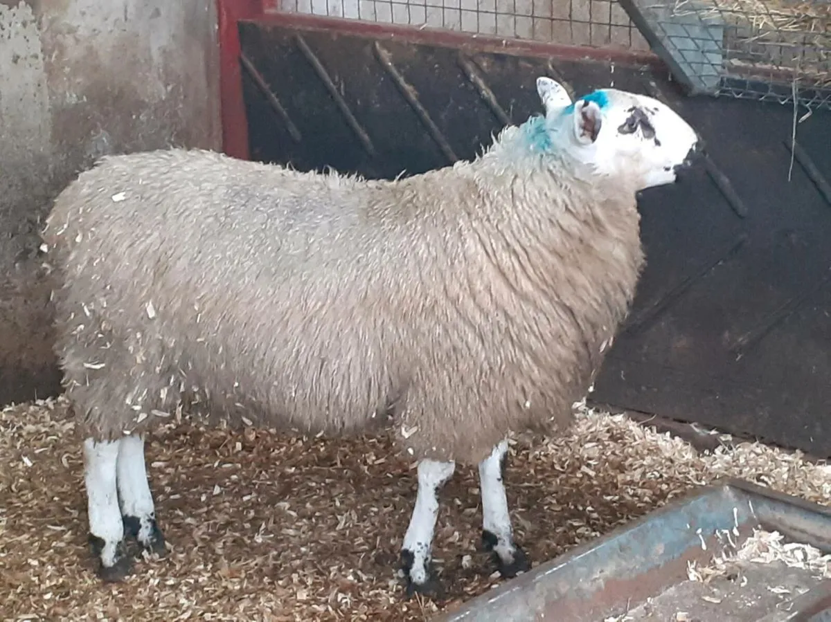Super tip lamb - Image 1