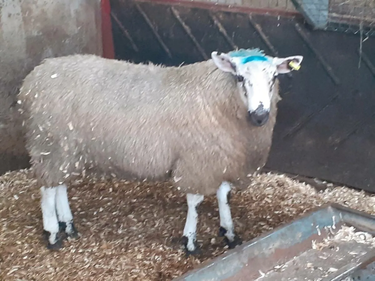 Super tip lamb - Image 2