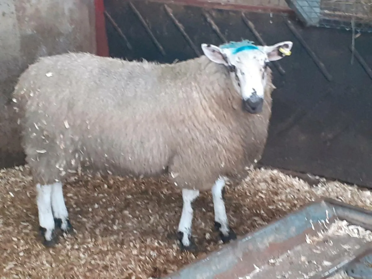 Super tip lamb - Image 3