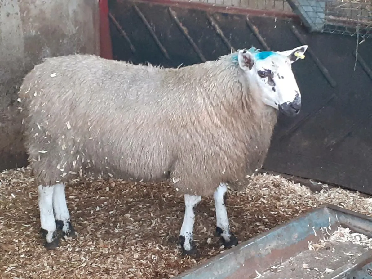 Super tip lamb - Image 4