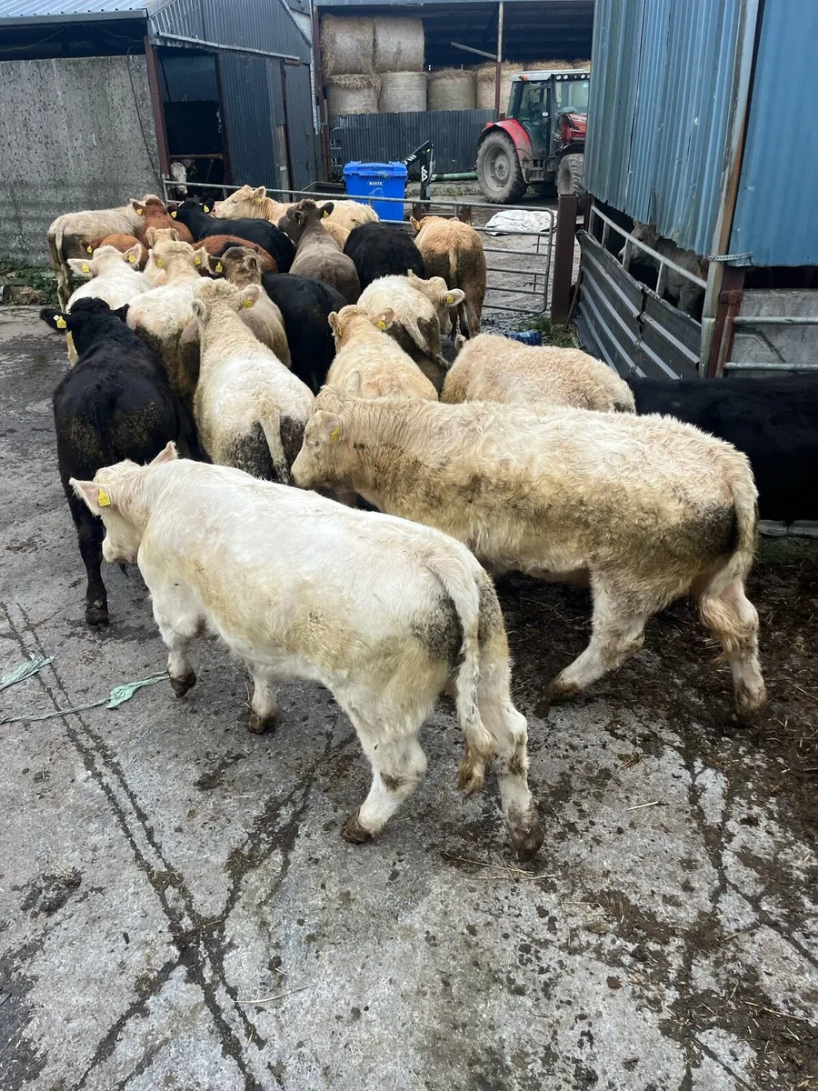 45 contenital bullocks - Image 1