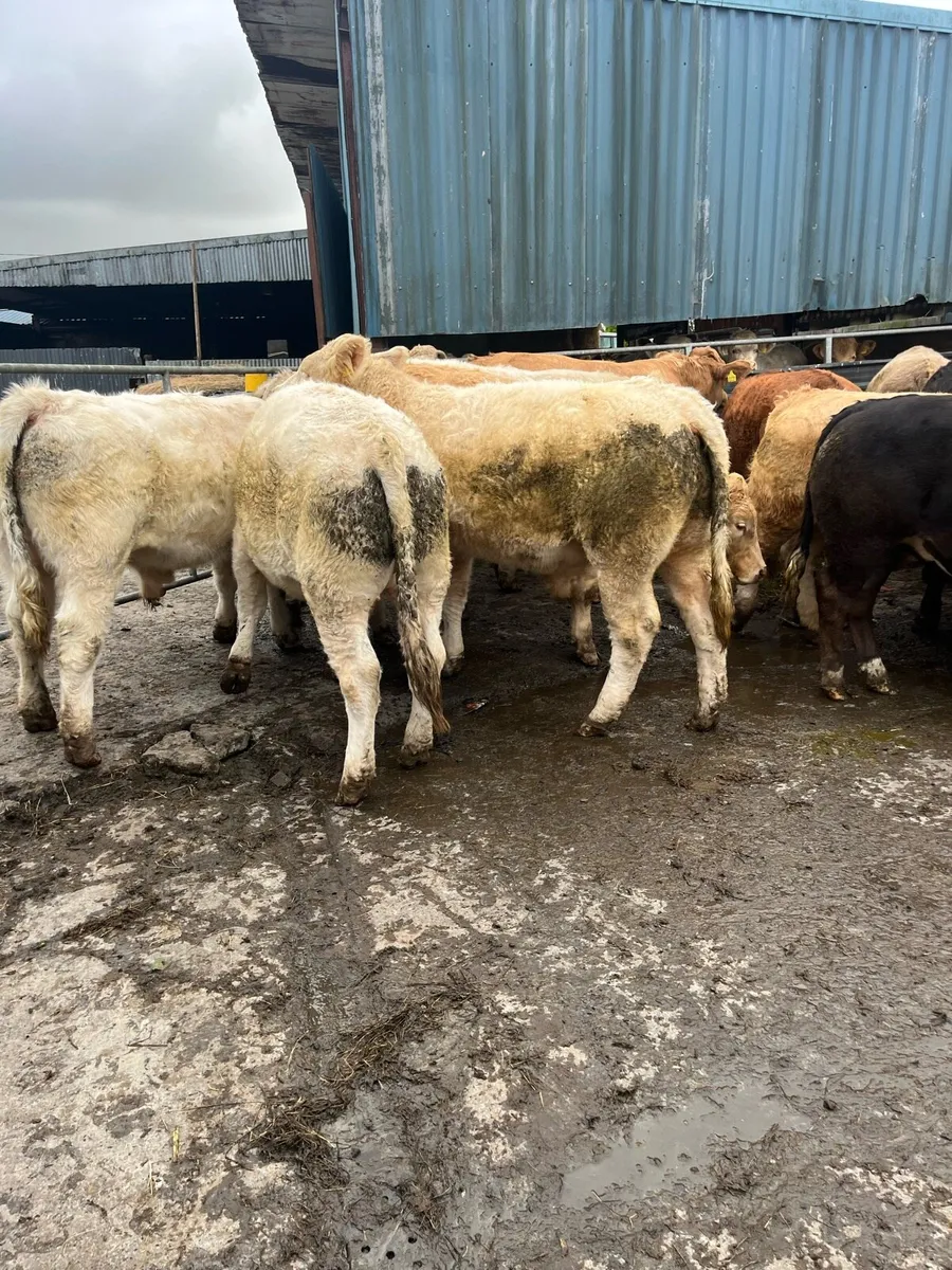 45 contenital bullocks - Image 2