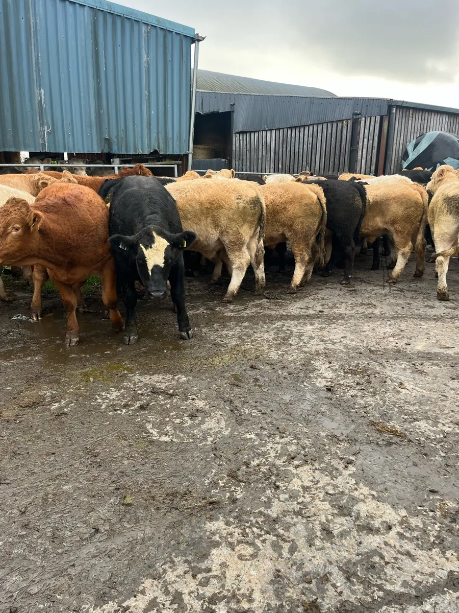 45 contenital bullocks - Image 3
