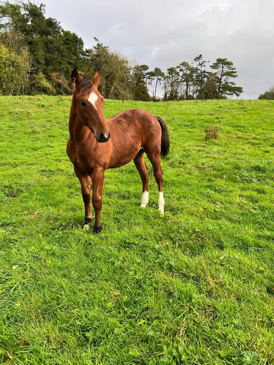 Foal - Image 1
