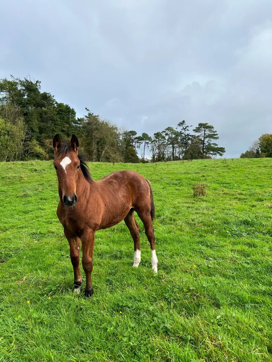 Foal - Image 2