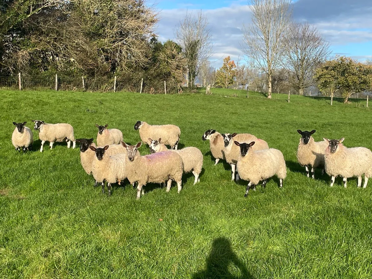 Mule Ewe & Ram lambs - Image 1