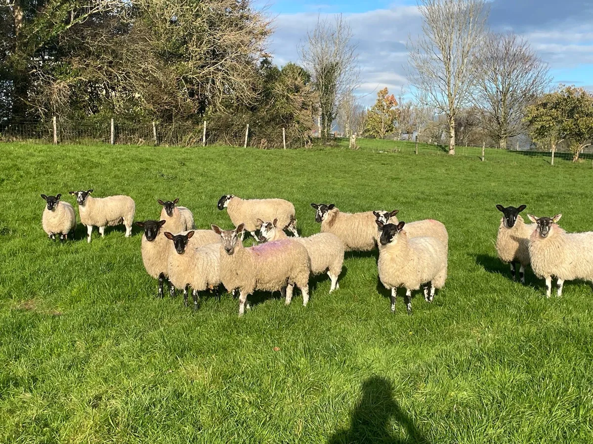 Mule Ewe & Ram lambs - Image 2