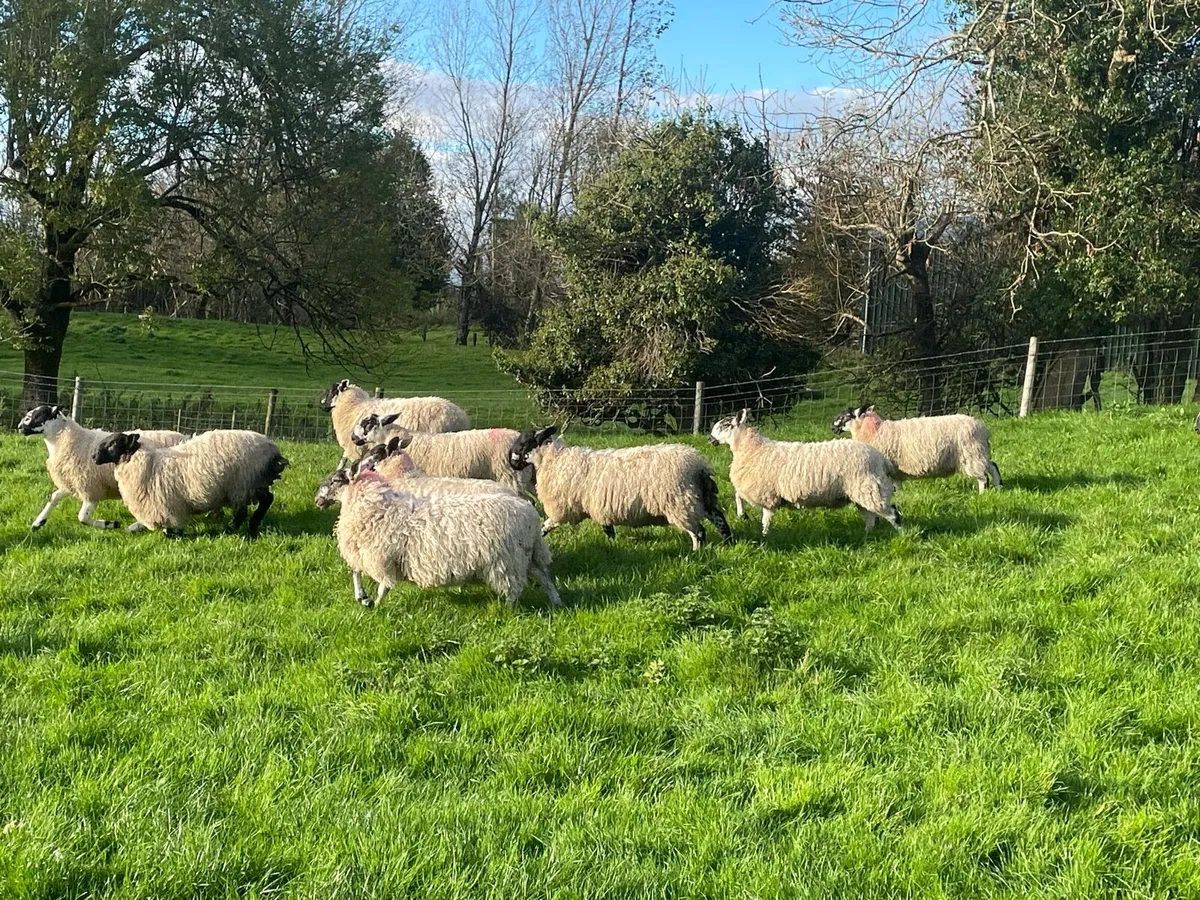 Mule Ewe & Ram lambs - Image 3