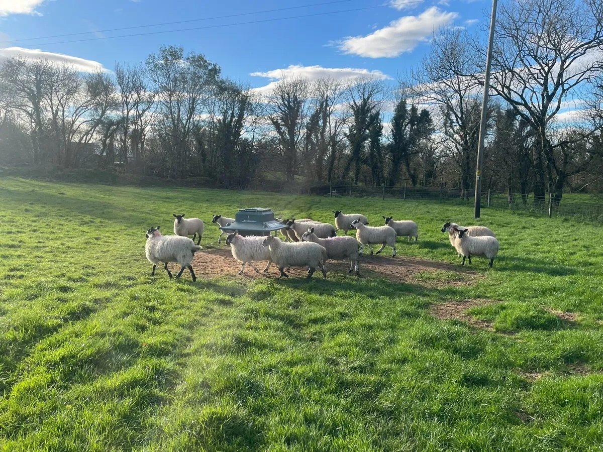 Mule Ewe & Ram lambs - Image 4