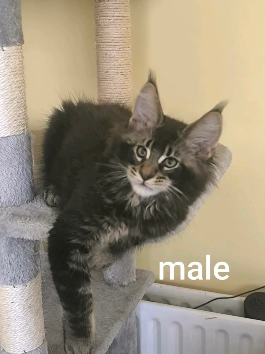 Maine coon kittens - Image 2