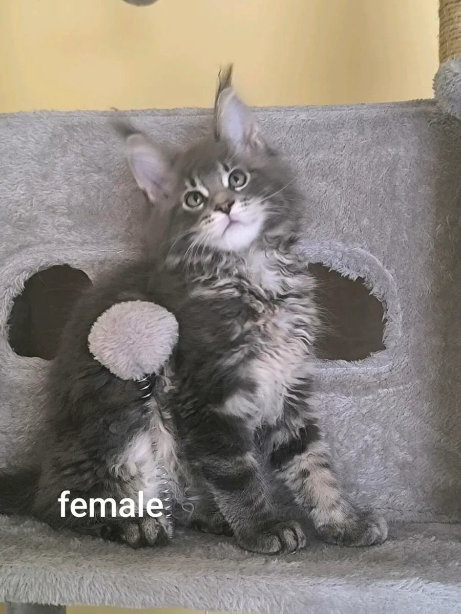 Maine coon kittens - Image 1