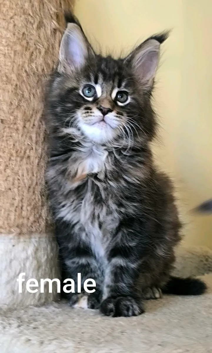 Maine coon kittens - Image 3