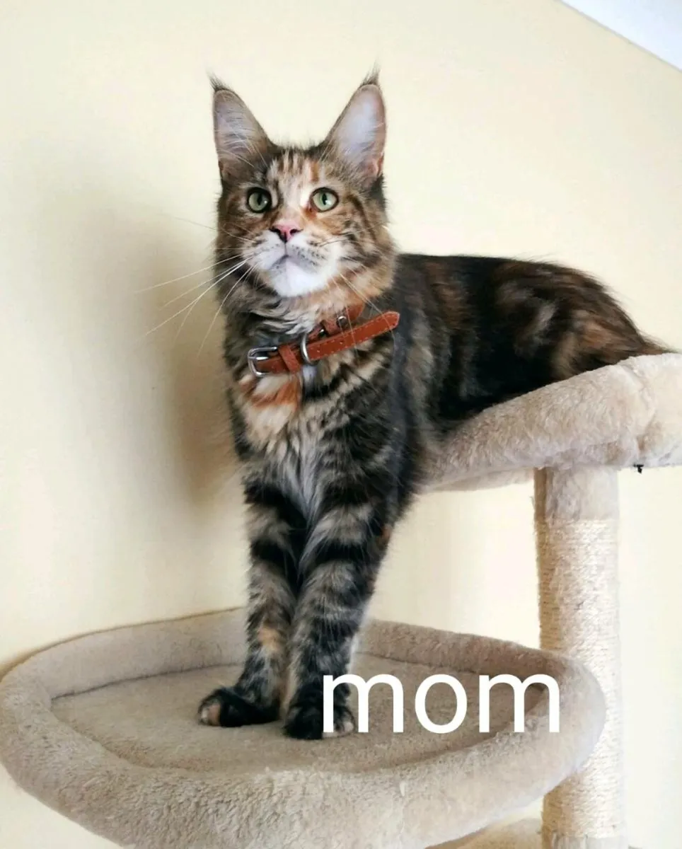 Maine coon kittens - Image 4
