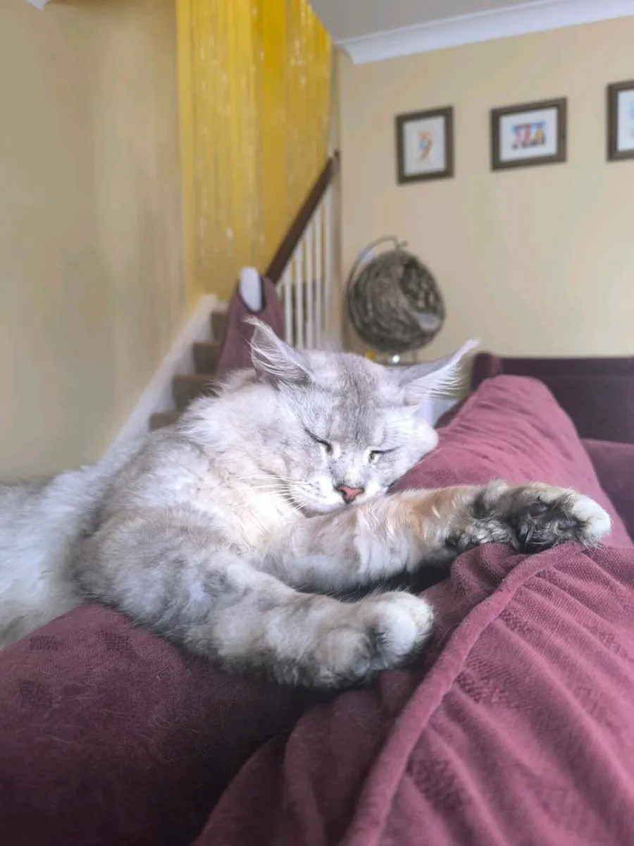 Maine coon kittens - Image 4