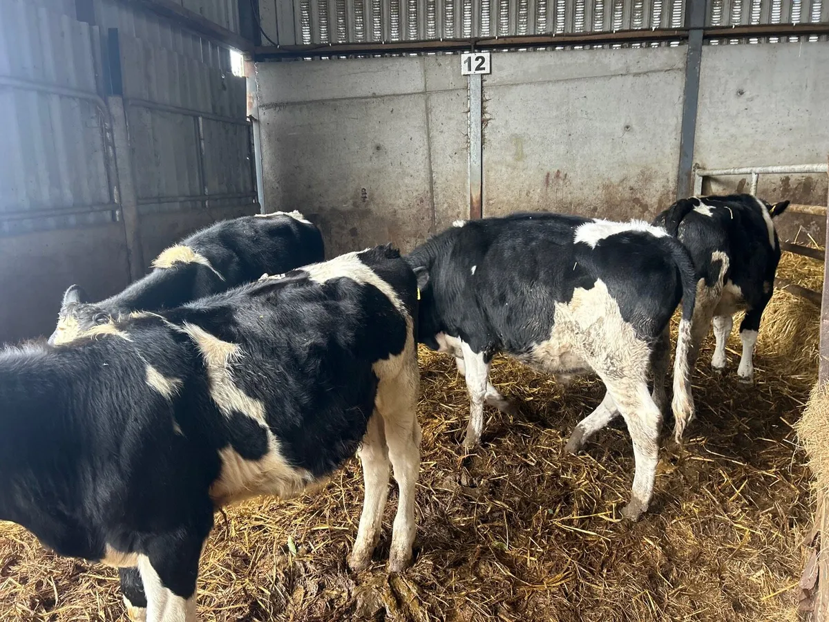 4 super British Frisian bull weanlings - Image 1