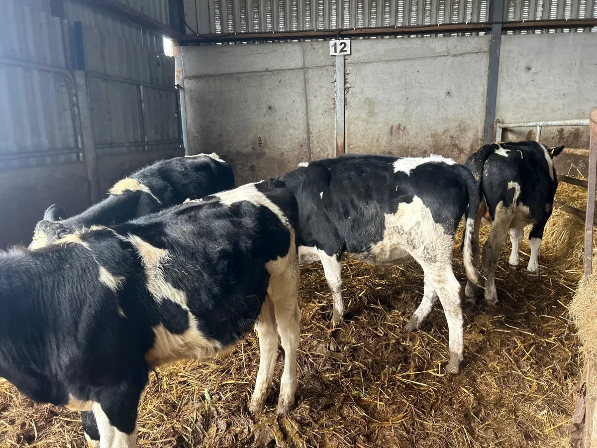 4 super British Frisian bull weanlings - Image 2