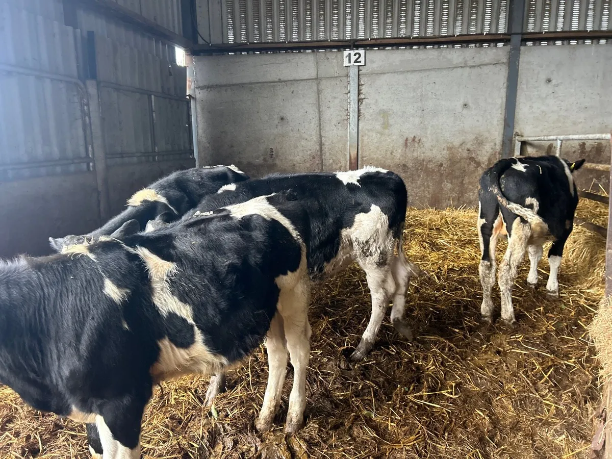 4 super British Frisian bull weanlings - Image 3