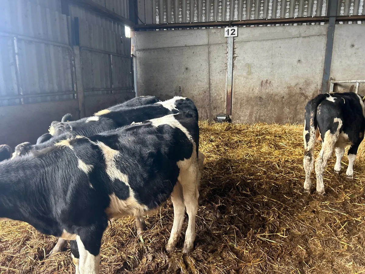 4 super British Frisian bull weanlings - Image 4