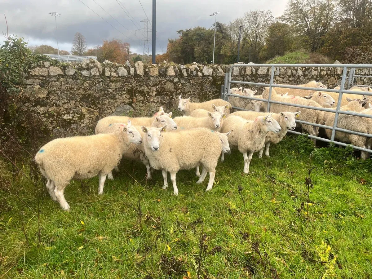 Cheviot Hoggets