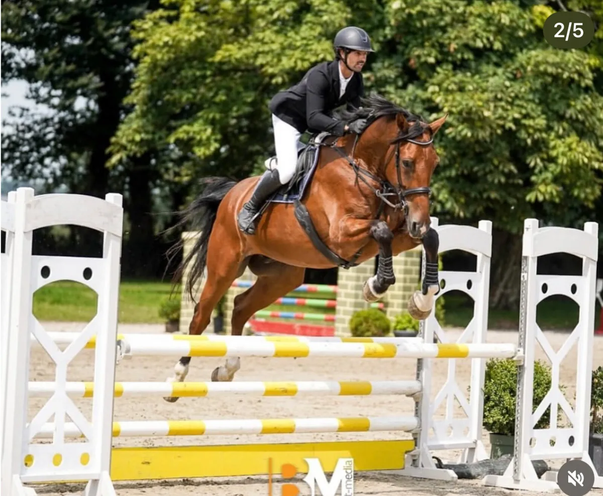 17h 5 yo ISH Gelding - Image 1