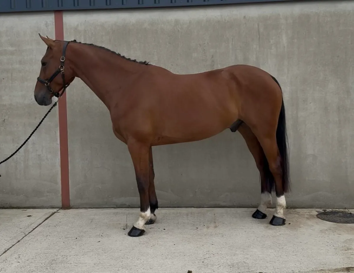 17h 5 yo ISH Gelding - Image 2