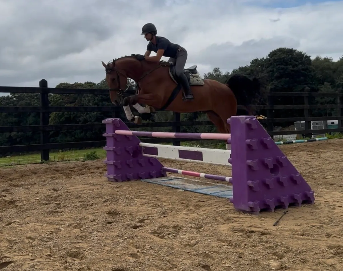 17h 5 yo ISH Gelding - Image 3