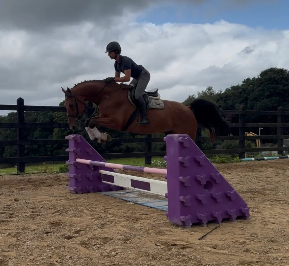 17h 5 yo ISH Gelding - Image 4