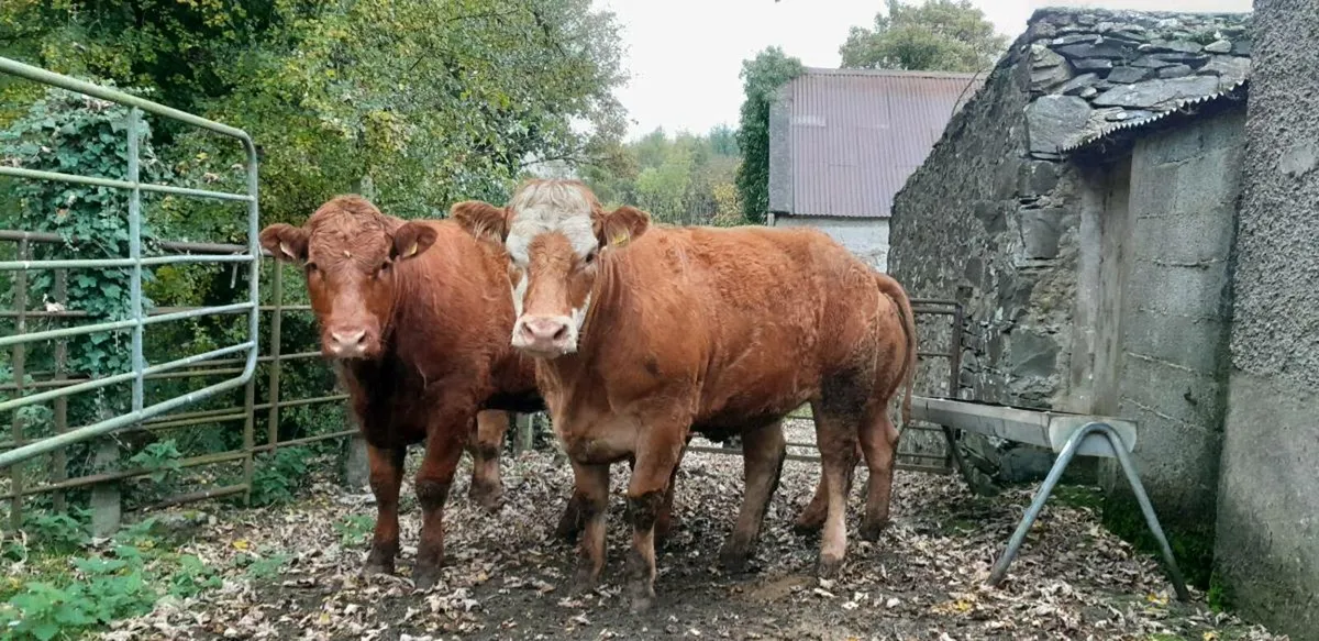 5 Star Genotyped Limousin Heifers - Image 1