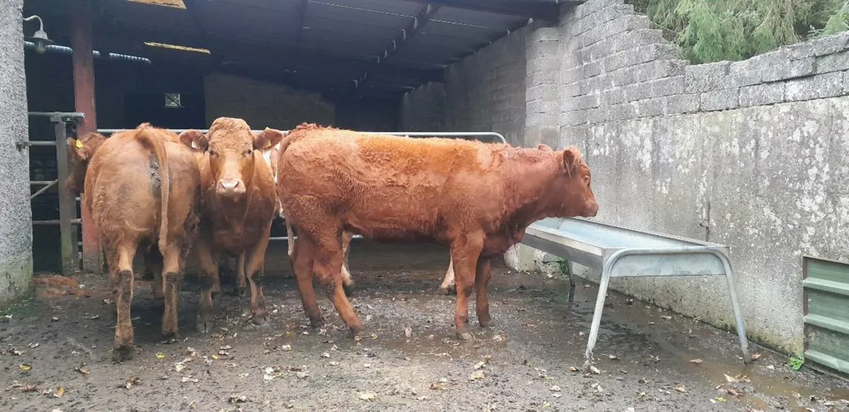 5 Star Genotyped Limousin Heifers - Image 2