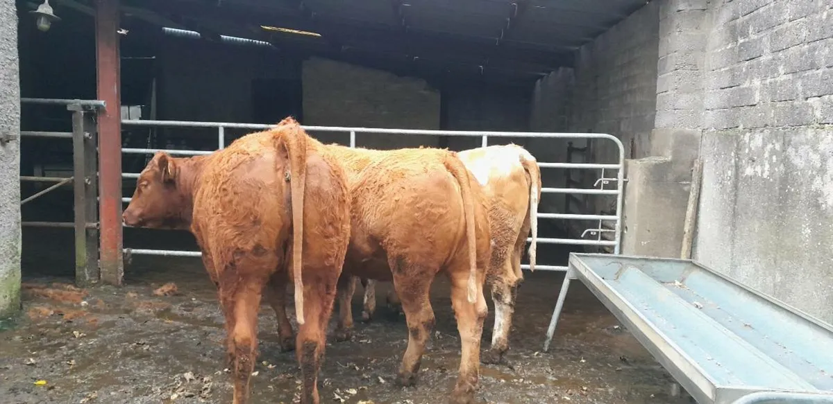 5 Star Genotyped Limousin Heifers - Image 4