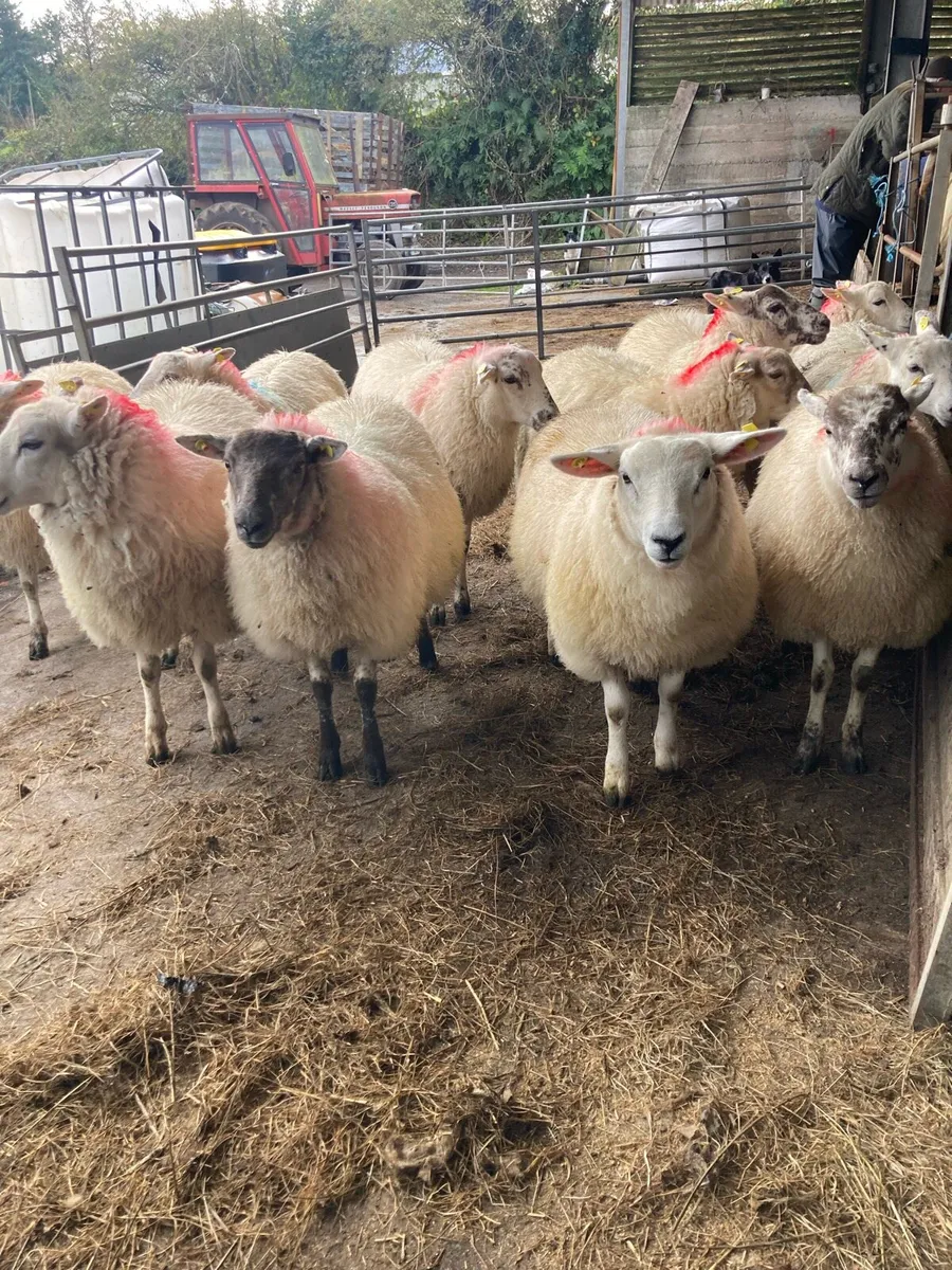 Ewe lambs - Image 1