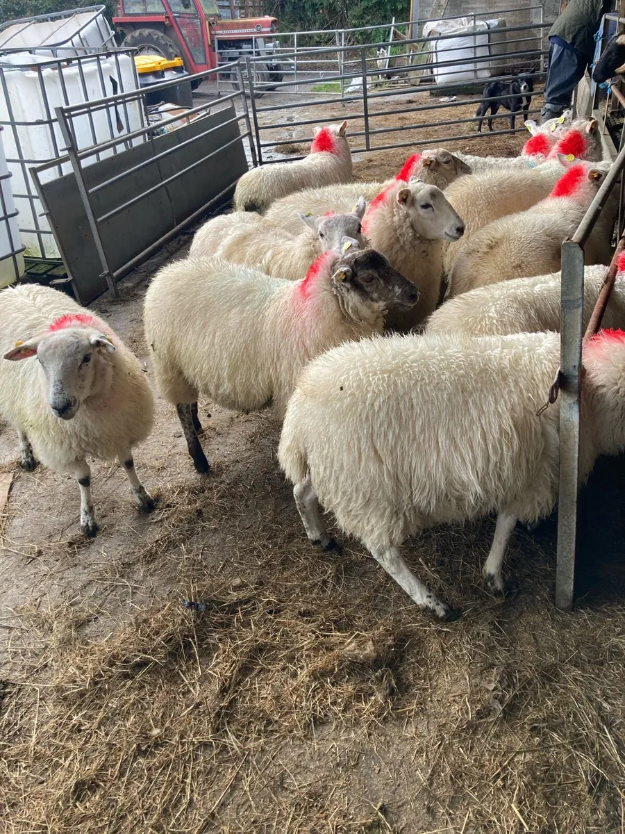 Ewe lambs - Image 2