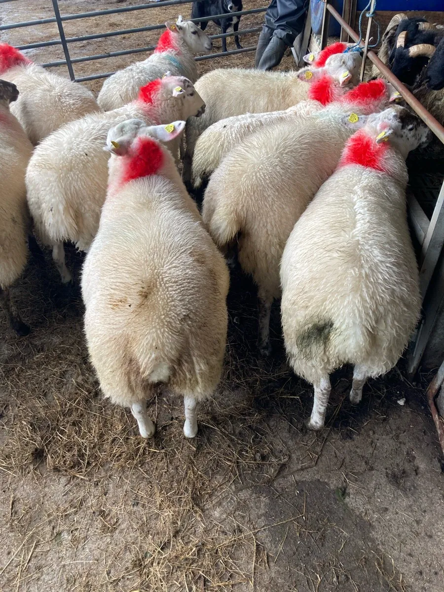 Ewe lambs - Image 3
