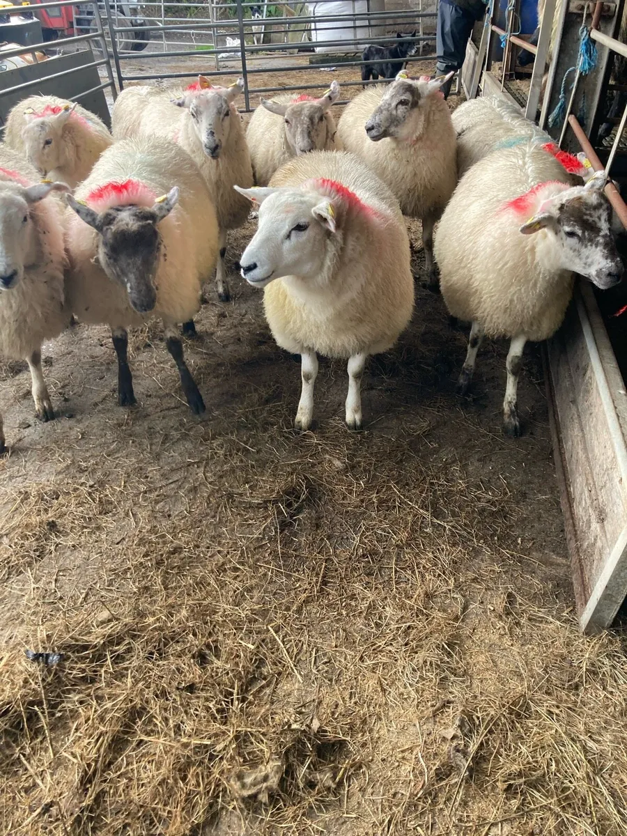 Ewe lambs - Image 4