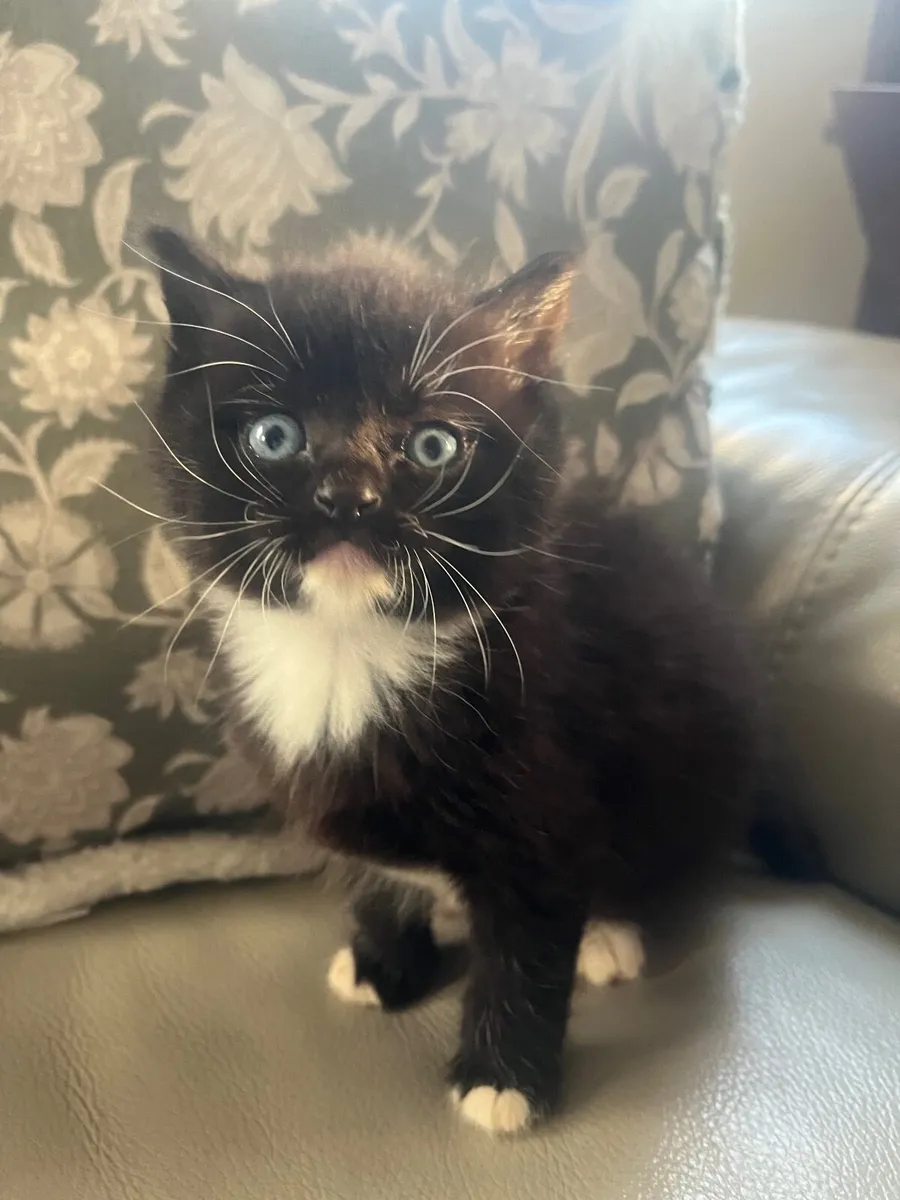 Kittens - Image 1