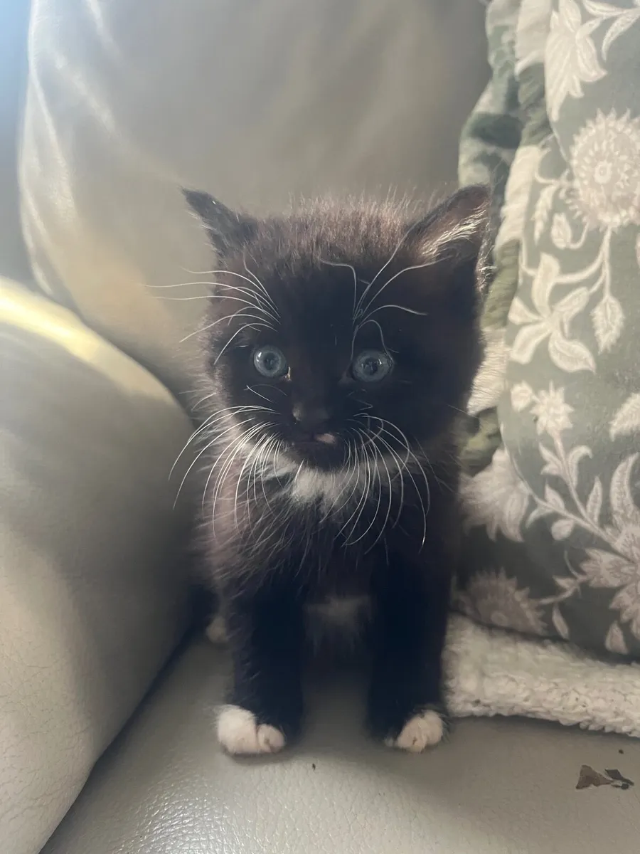Kittens - Image 2