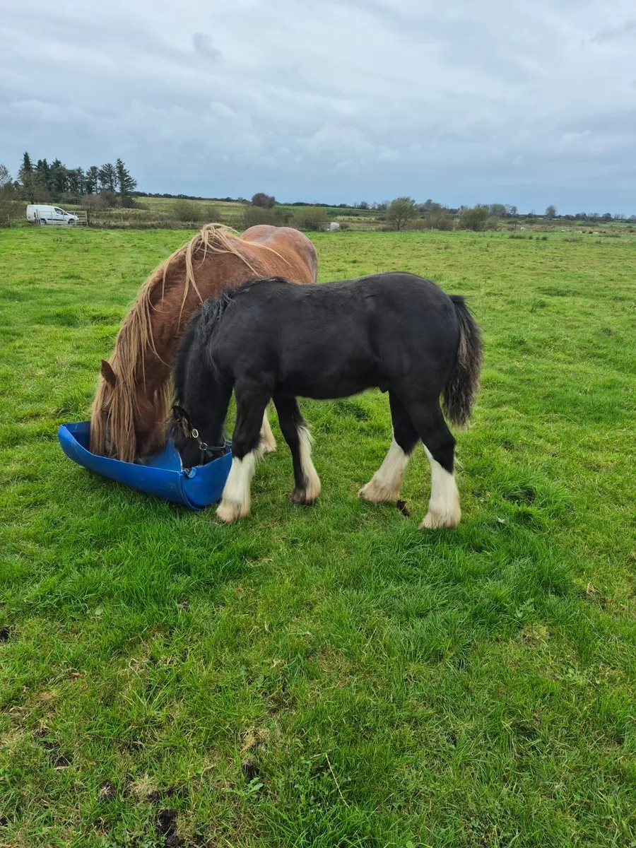 Colt foal - Image 2