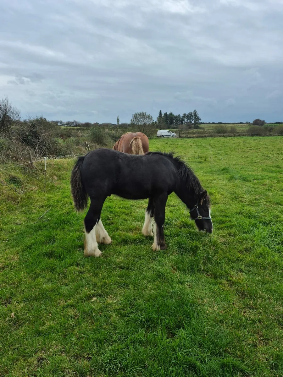 Colt foal - Image 3