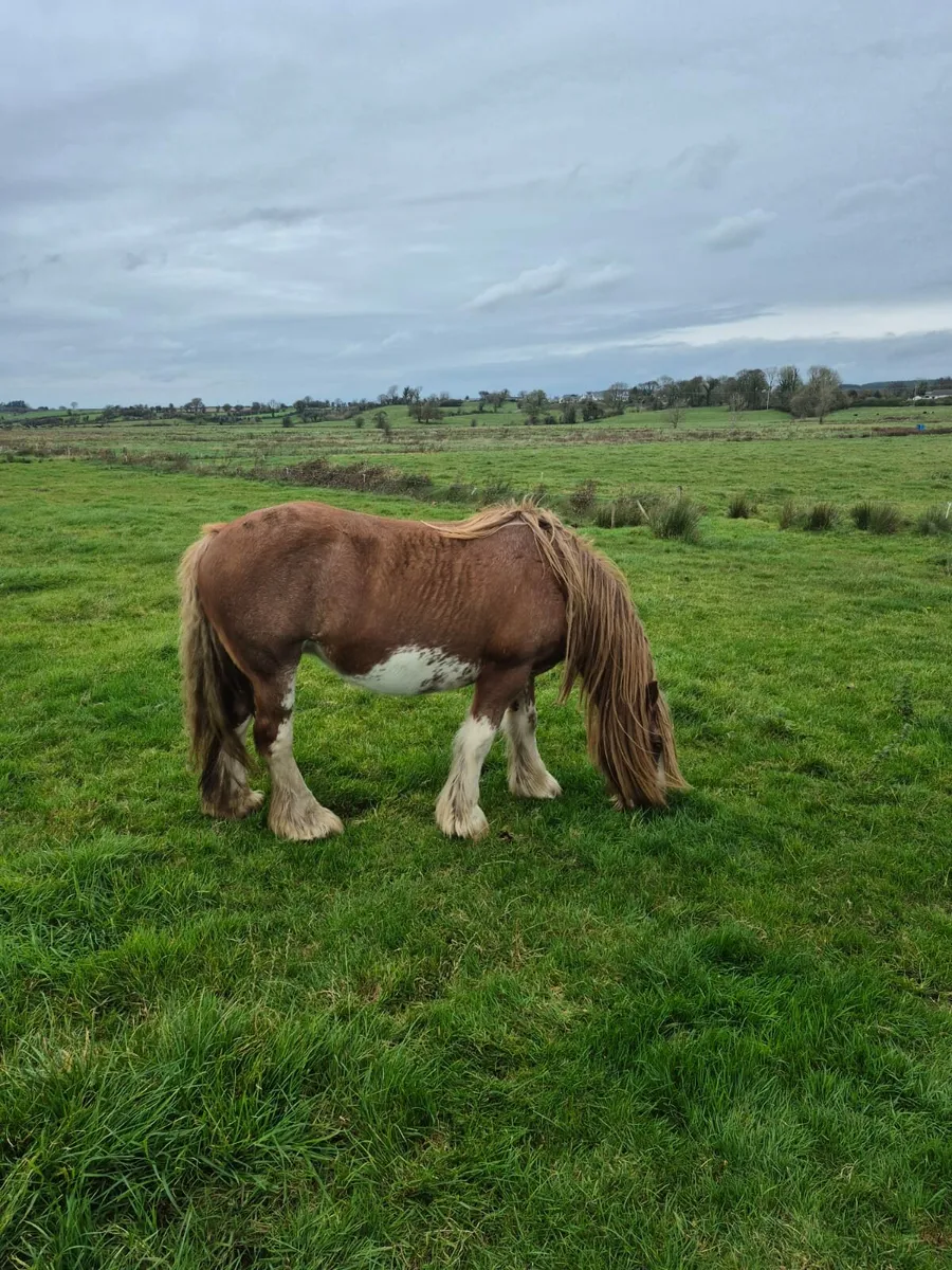 Colt foal - Image 4